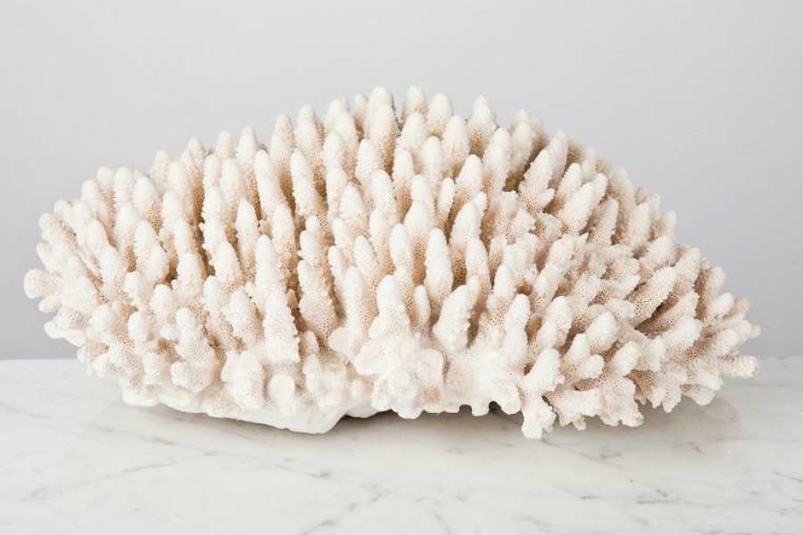 Large coral form an Edwardian collection