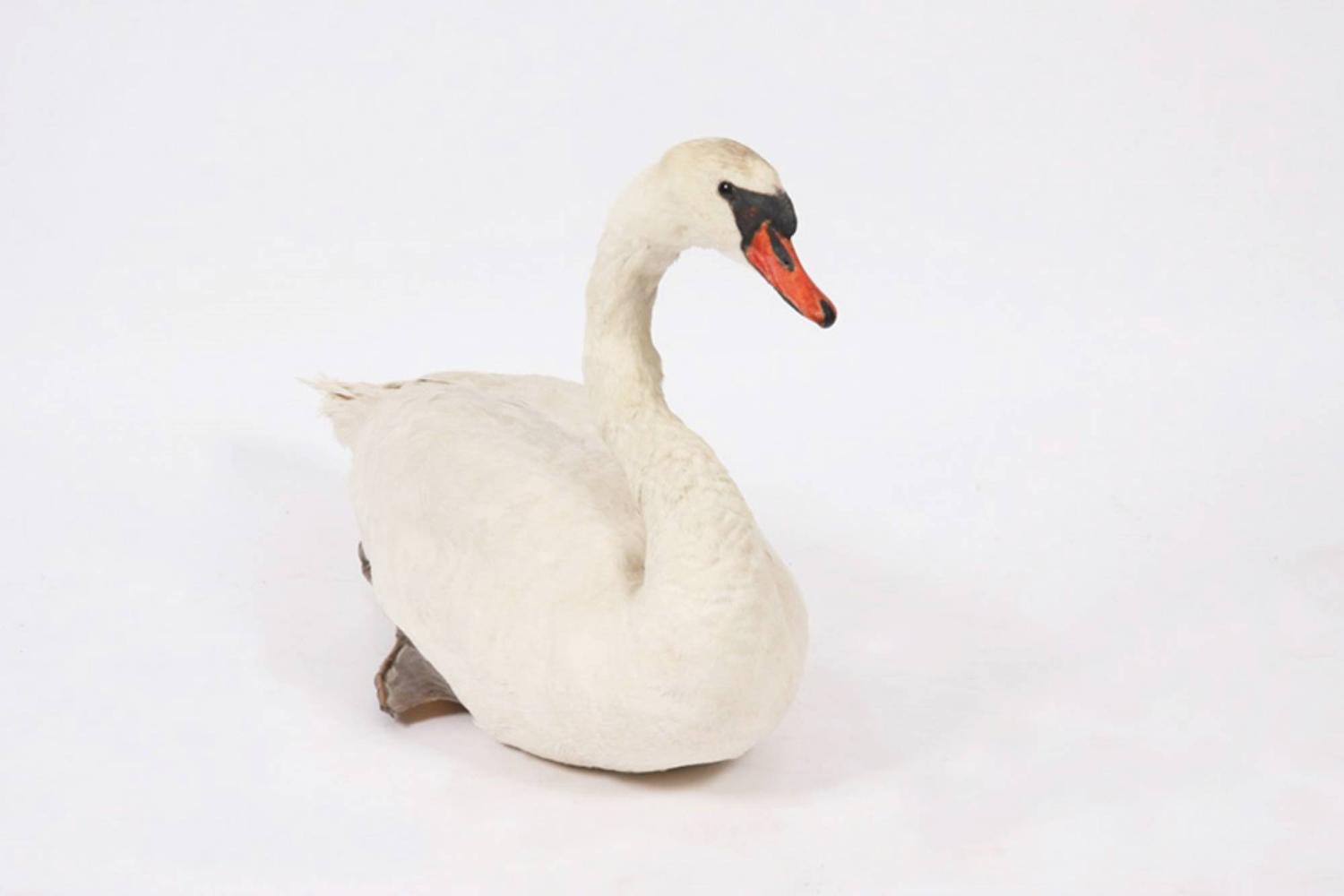 Taxidermy Swan