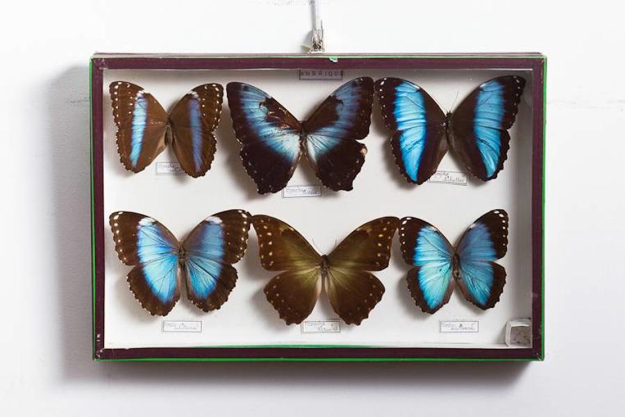 20 display boxes containing butterflies.