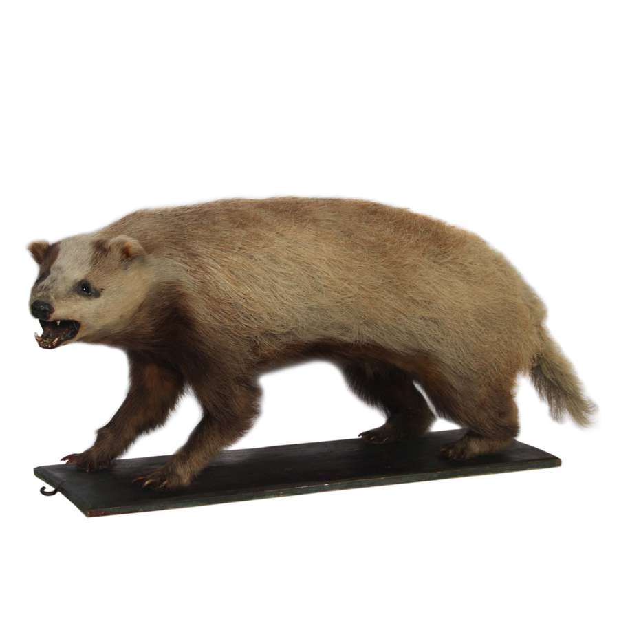 Early 20th Century Taxidermy Badger Mounted on Wood