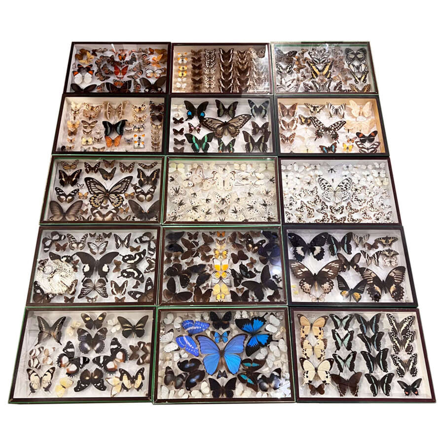 Antique Butterfly Collection Boxes From a Famous Parisian Natural Sciences Establishment